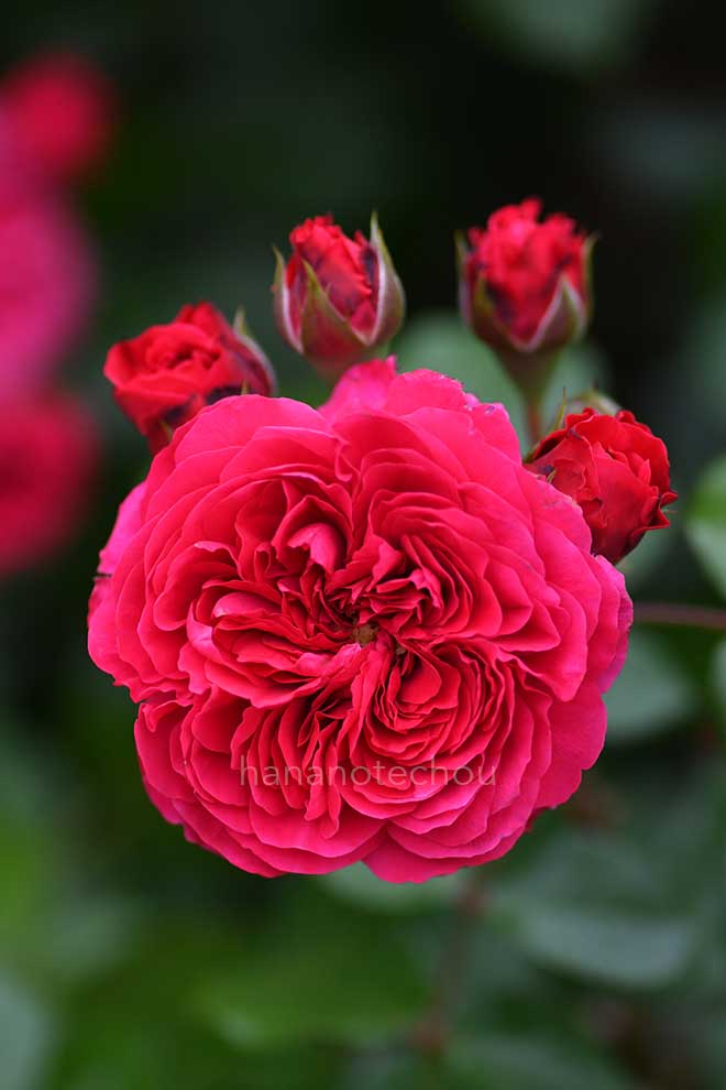 バラ レッド レオナルド ダ ヴィンチ|花の手帖の薔薇図鑑