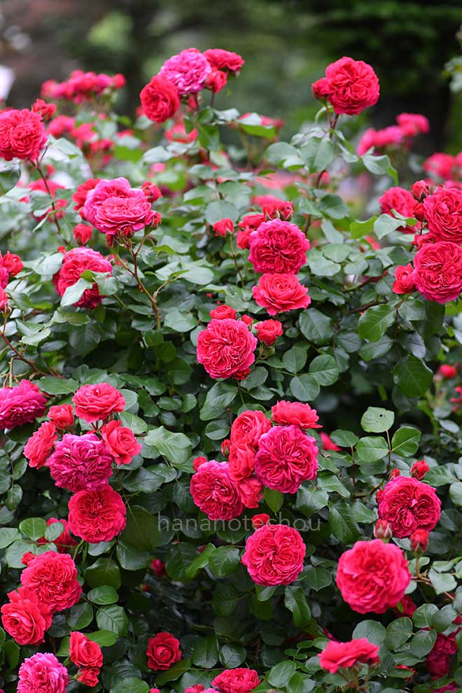 バラ レッド レオナルド ダ ヴィンチ|花の手帖の薔薇図鑑