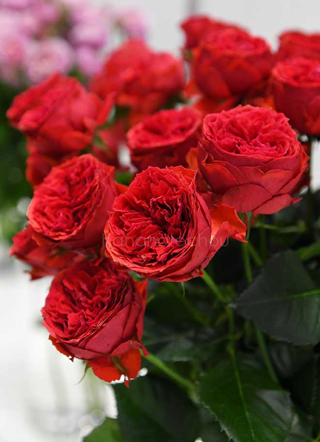 バラ レッド モヒート｜花の手帖の薔薇図鑑