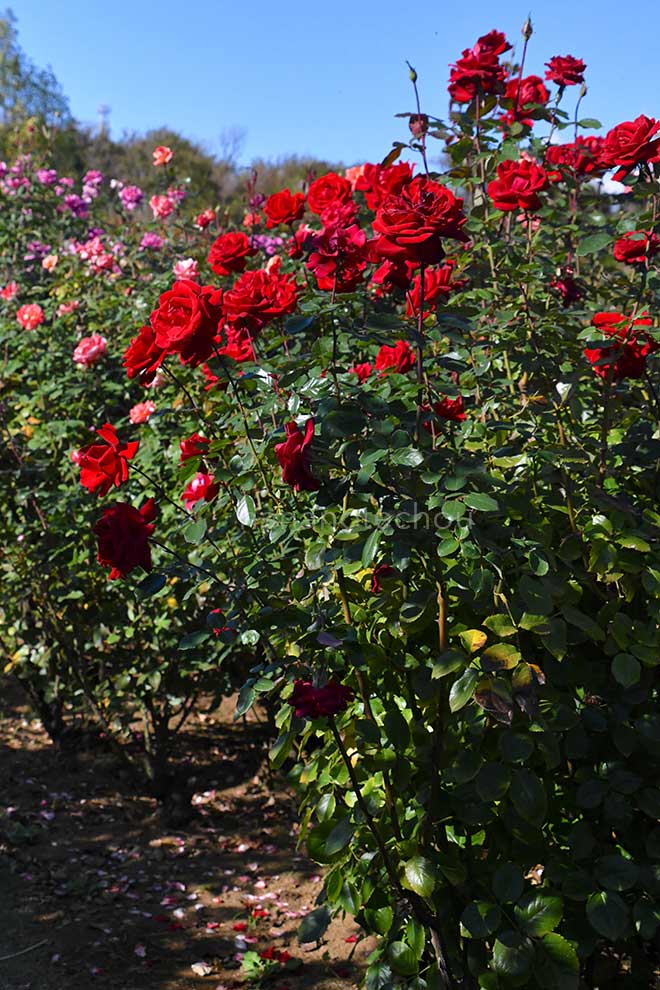 バラ レッドクイーン｜花の手帖の薔薇図鑑