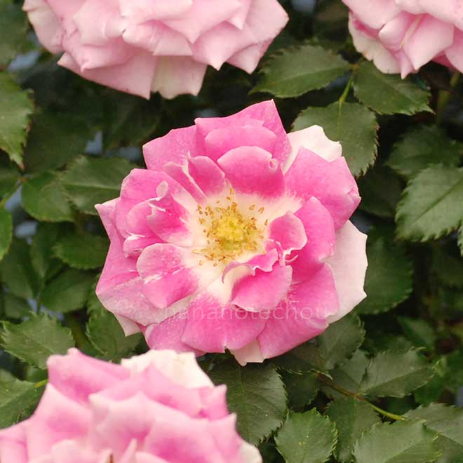 バラ レーゲンスベルグ｜花の手帖の薔薇図鑑