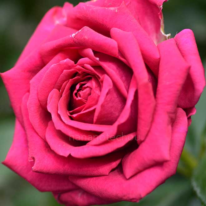 バラ レジス マルコン｜花の手帖の薔薇図鑑