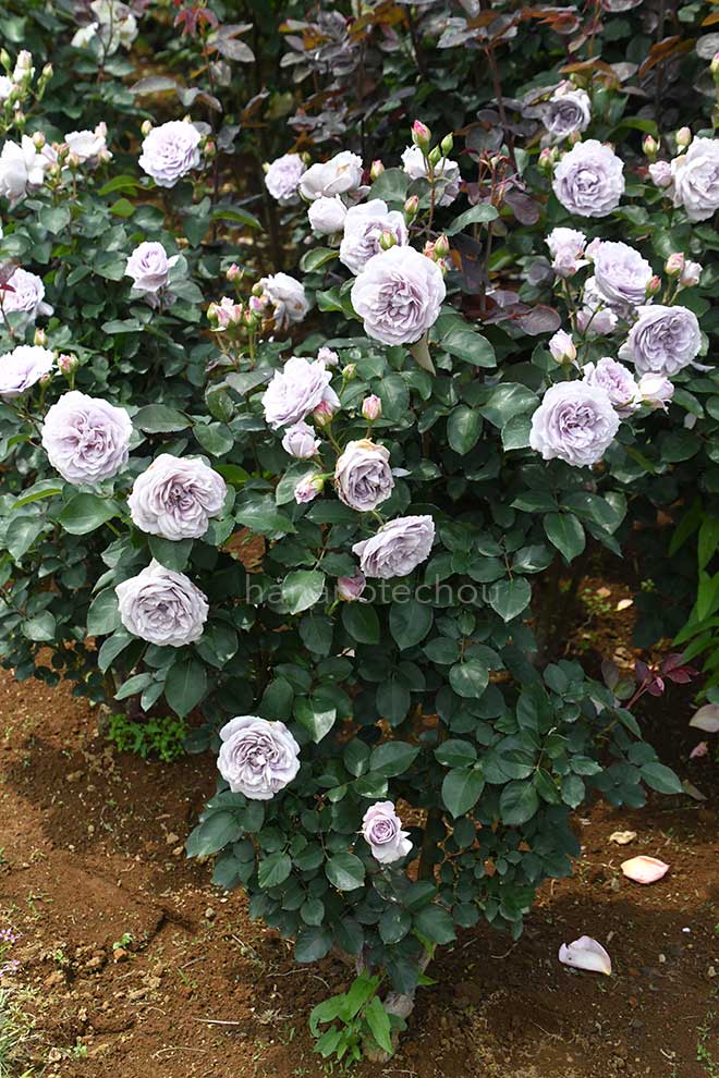 バラ 令の風｜花の手帖の薔薇図鑑