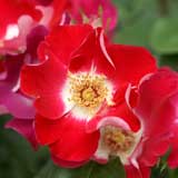 バラ 連弾<｜花の手帖の薔薇図鑑