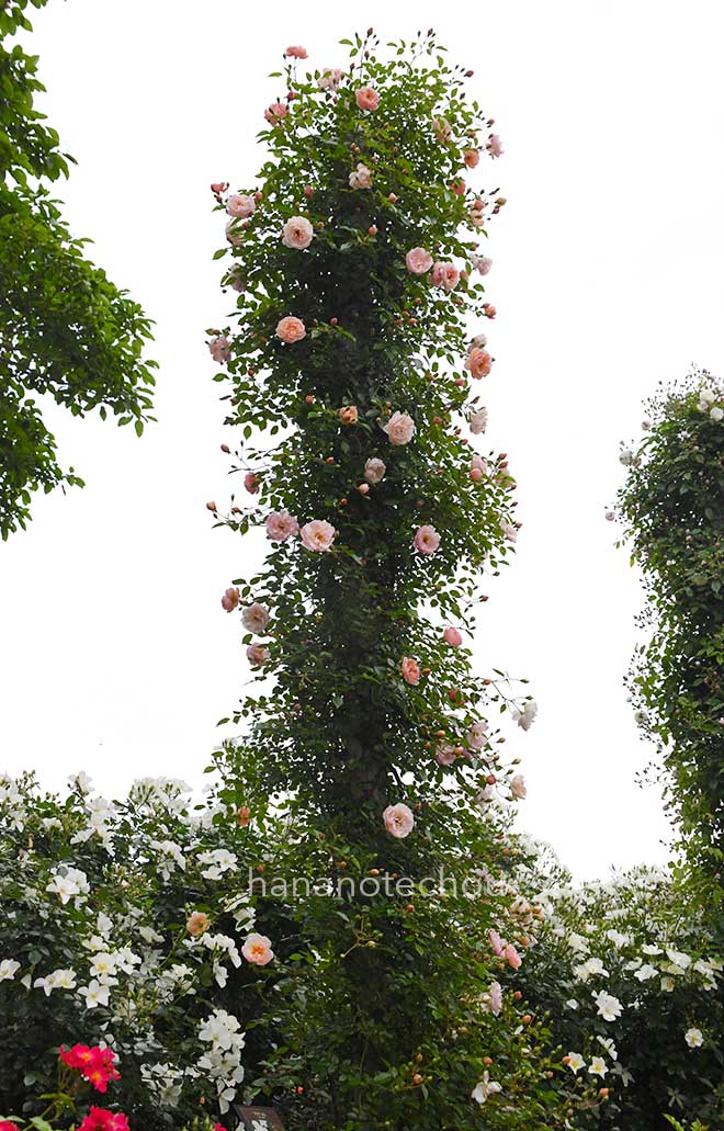 バラ レネ アンドレ｜花の手帖の薔薇図鑑