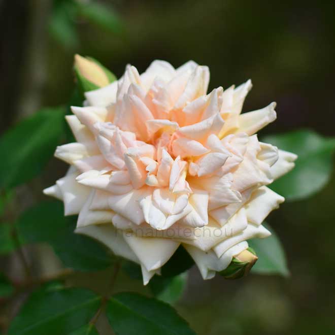 バラ レーヴドール|花の手帖の薔薇図鑑