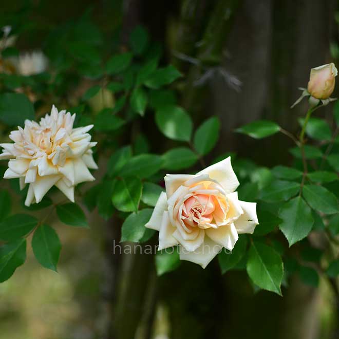 バラ レーヴドール|花の手帖の薔薇図鑑