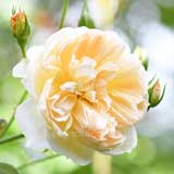 バラ りくほたる|花の手帖の薔薇図鑑