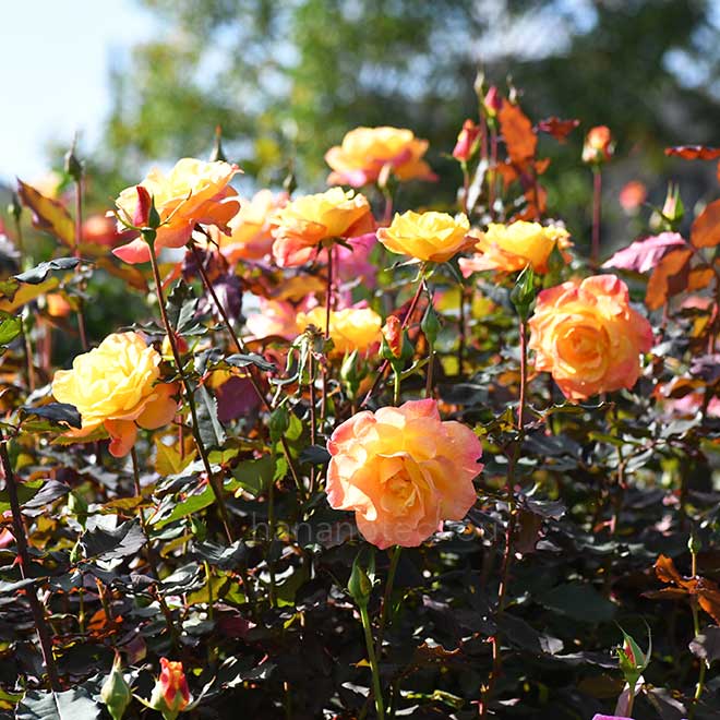バラ リオ サンバ｜花の手帖の薔薇図鑑