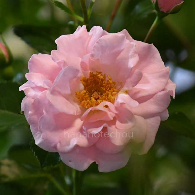 バラ リサリサ｜花の手帖の薔薇図鑑