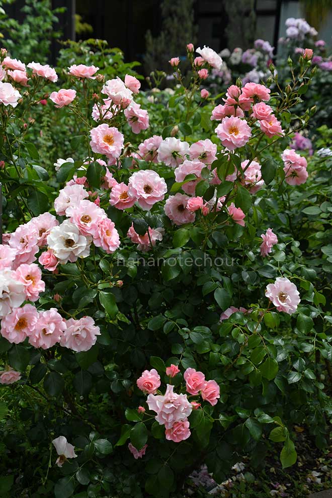 バラ リサリサ｜花の手帖の薔薇図鑑