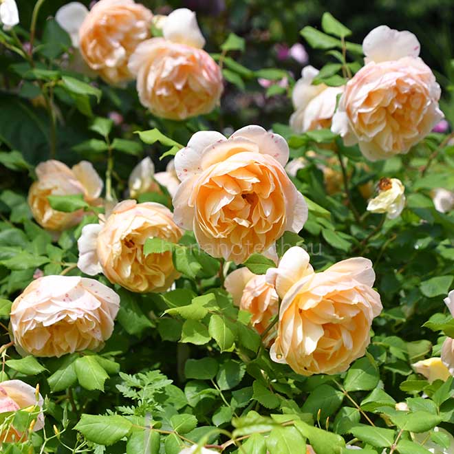 バラ ロアルドダール｜花の手帖の薔薇図鑑