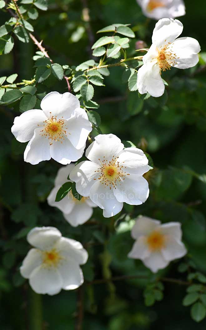 バラ ロビー バーンズ｜花の手帖の薔薇図鑑