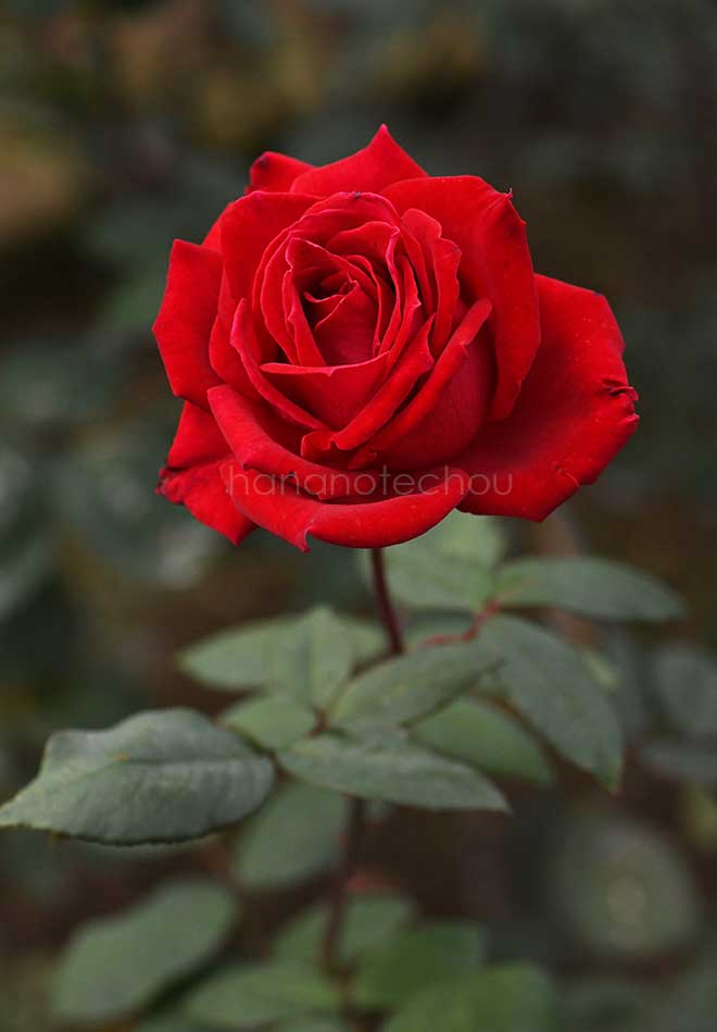 バラ ロエロフ ブィスマン｜花の手帖の薔薇図鑑