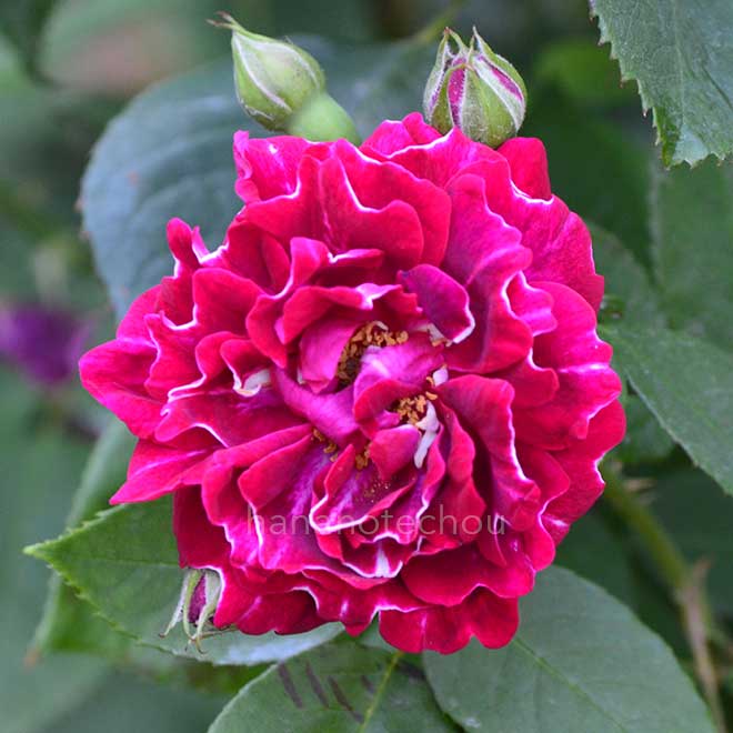 バラ ロジャー ランベリン｜花の手帖の薔薇図鑑