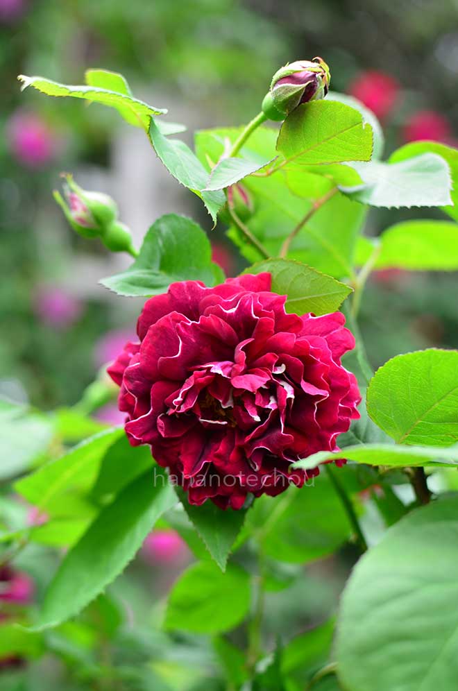 バラ ロジャー ランベリン｜花の手帖の薔薇図鑑