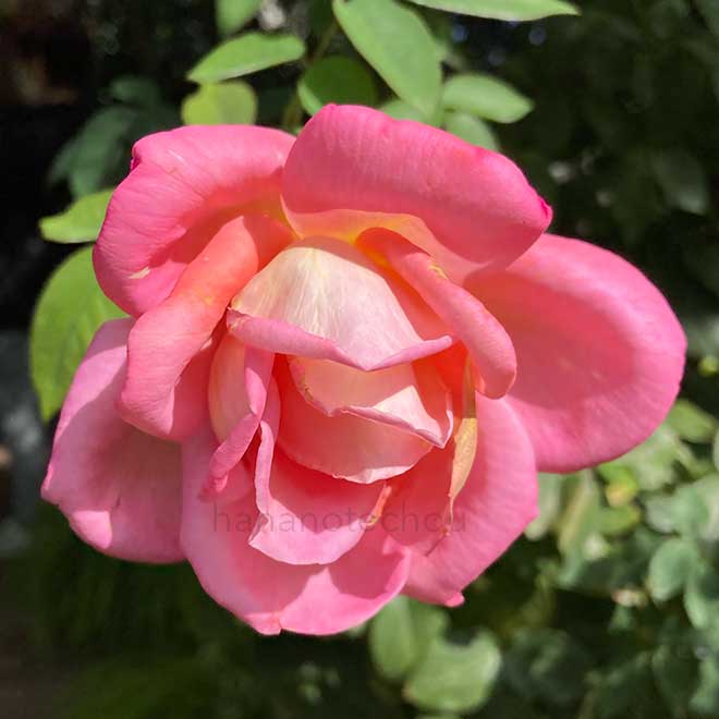 バラ 六甲|花の手帖の薔薇図鑑
