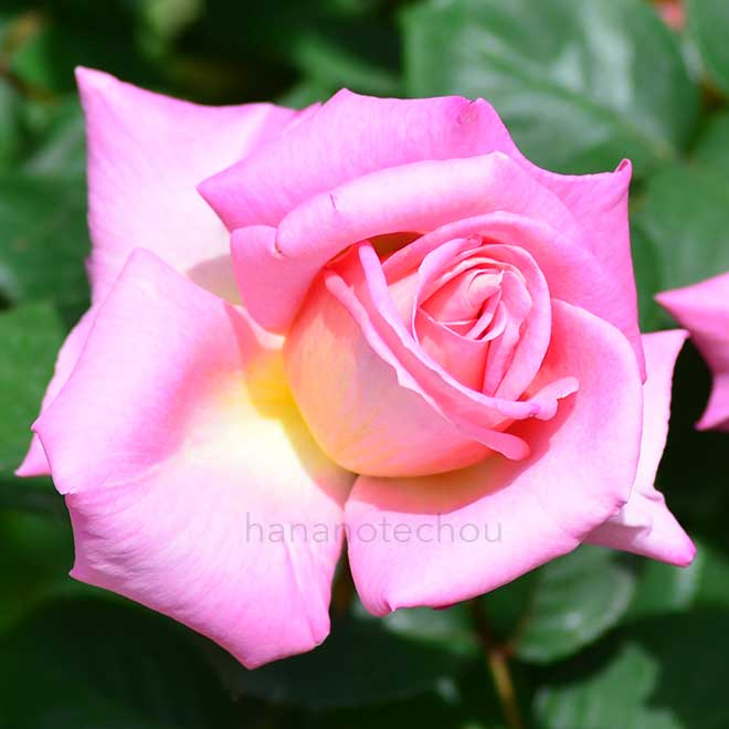 バラ 六甲|花の手帖の薔薇図鑑