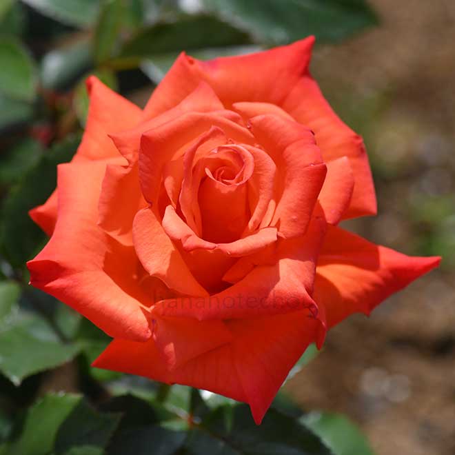 バラ ロクレア|花の手帖の薔薇図鑑