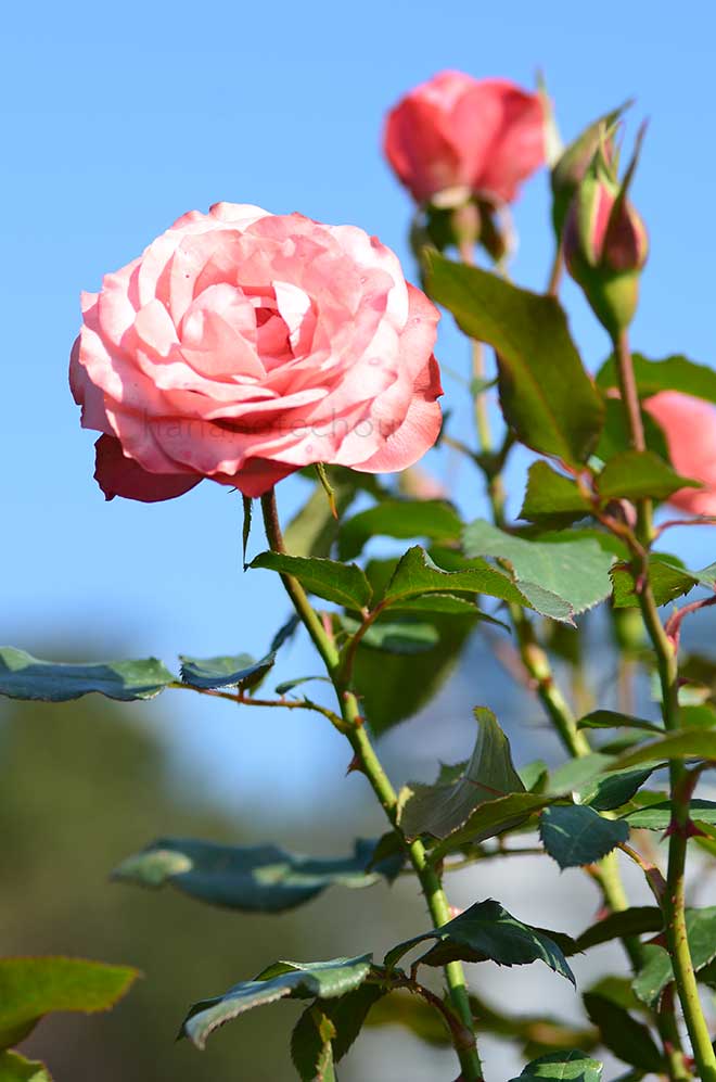 バラ 浪漫|花の手帖の薔薇図鑑