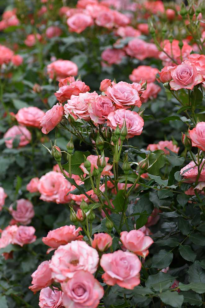 バラ 浪漫|花の手帖の薔薇図鑑