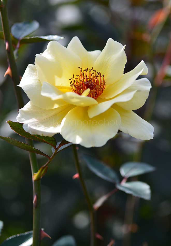 バラ ロマンティック ジュリア｜花の手帖の薔薇図鑑