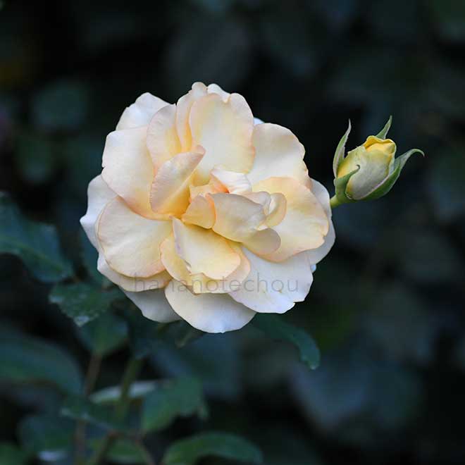 バラ ロマンティック メモリーズ|花の手帖の薔薇図鑑