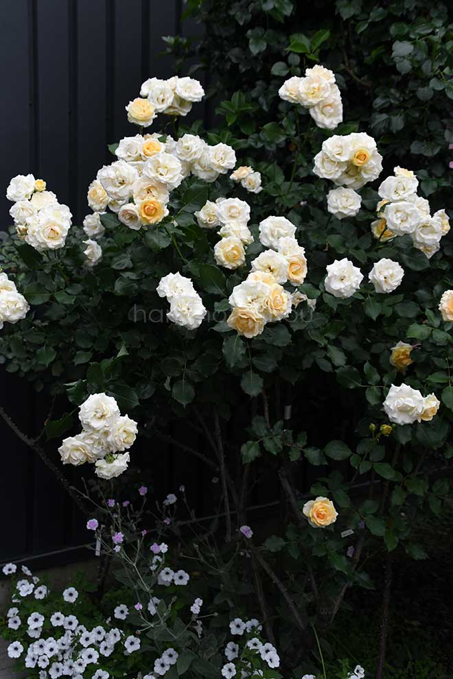 バラ ロマンティック メモリーズ|花の手帖の薔薇図鑑