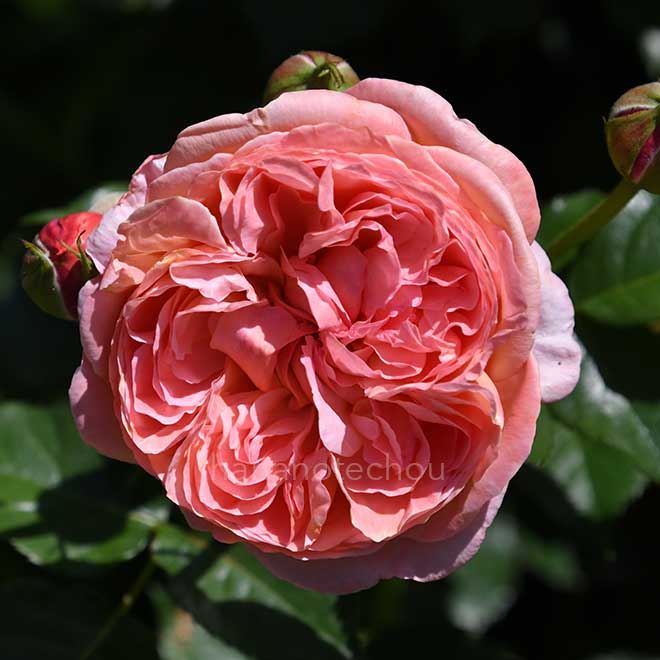 バラ ロマンティック チュチュ｜花の手帖の薔薇図鑑
