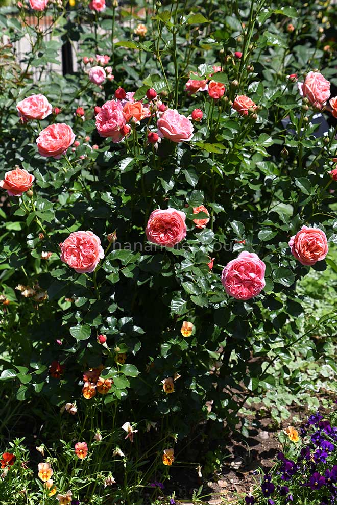 バラ ロマンティック チュチュ｜花の手帖の薔薇図鑑