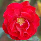 バラ ロナルド レーガン ローズ｜花の手帖の薔薇図鑑