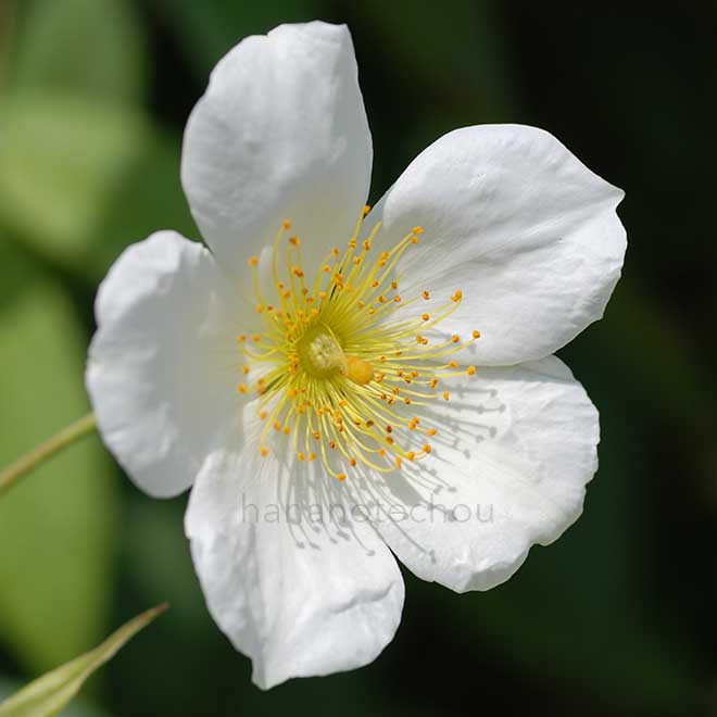 バラ ロサ ブルノニー ラ モートラ|花の手帖の薔薇図鑑