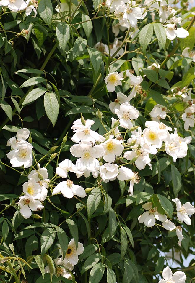 バラ ロサ ブルノニー ラ モートラ|花の手帖の薔薇図鑑