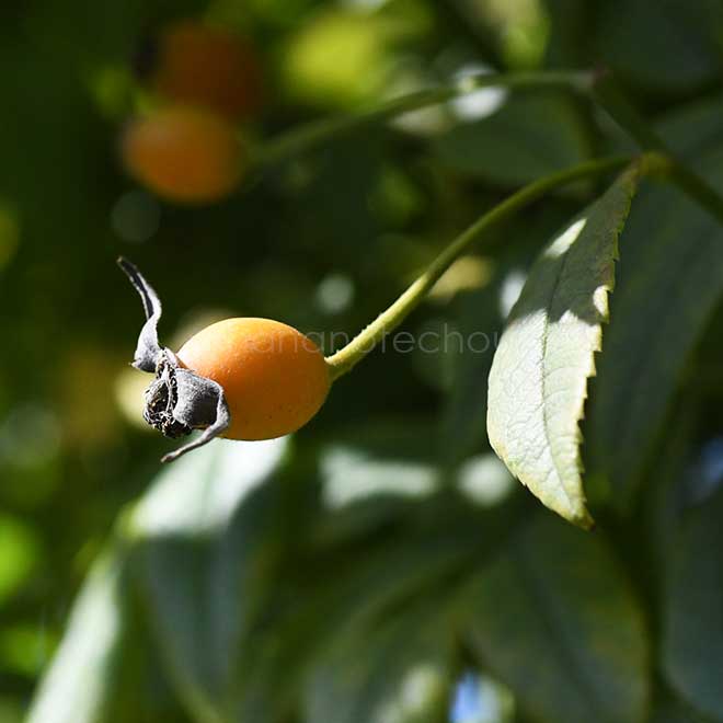 バラ ロサ ブルノニー ラ モートラ|花の手帖の薔薇図鑑