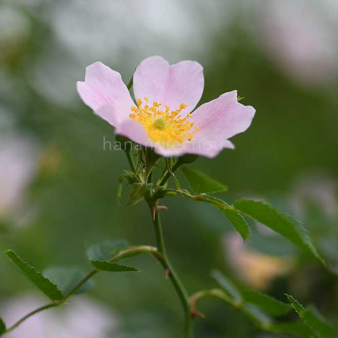 バラ ロサ カニナ｜花の手帖の薔薇図鑑