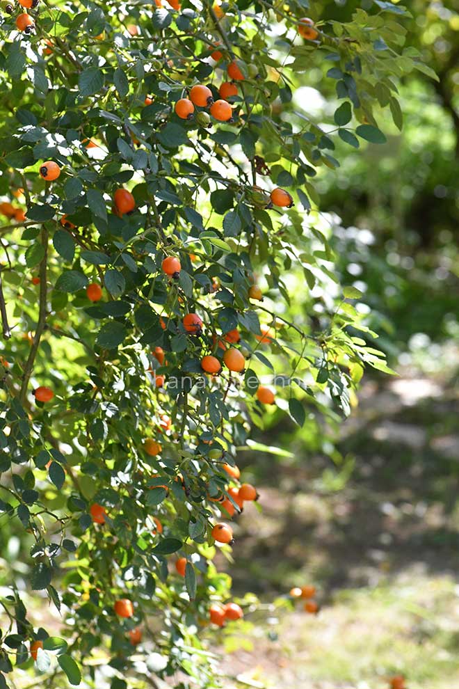 バラ ロサ カニナ｜花の手帖の薔薇図鑑