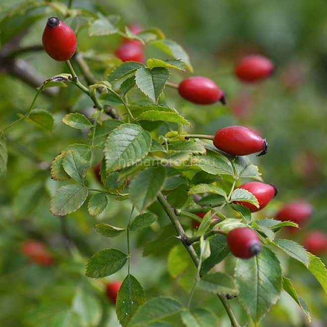 バラ ロサカニナイネルミス｜花の手帖の薔薇図鑑