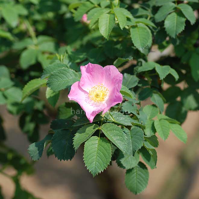 バラ ロサカニナ x ロサガリカ｜花の手帖の薔薇図鑑