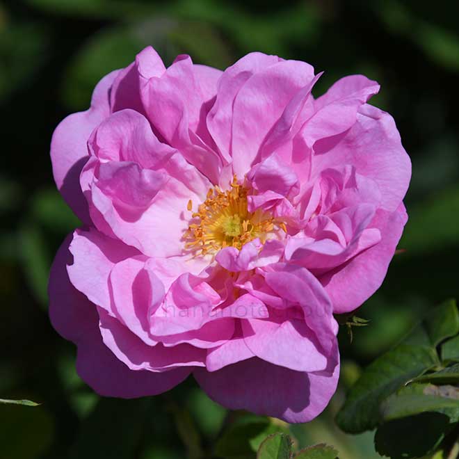 バラ ロサ ケンティフォリア｜花の手帖の薔薇図鑑