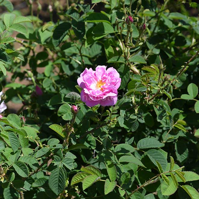 バラ ロサ ケンティフォリア｜花の手帖の薔薇図鑑