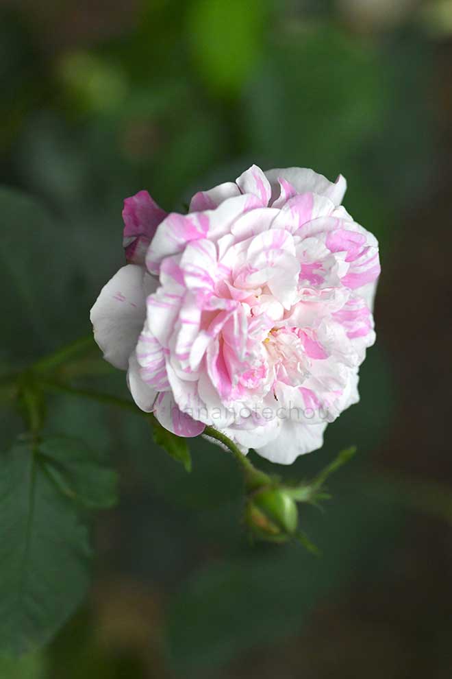 バラ ロサ ケンティフォリア バリエガータ|花の手帖の薔薇図鑑