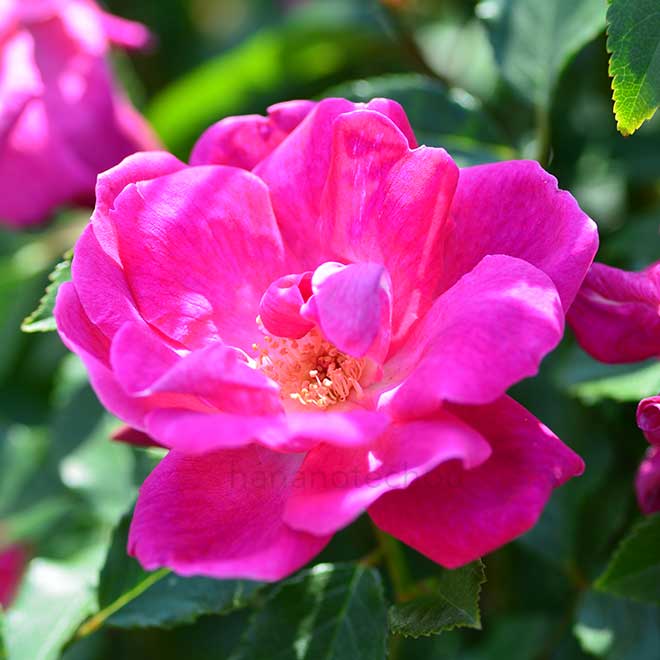 バラ ロサキネンシス（庚申バラ）｜花の手帖の薔薇図鑑