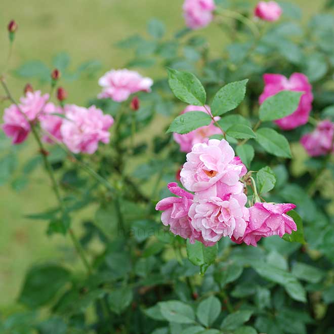 バラ ロサキネンシス（庚申バラ）｜花の手帖の薔薇図鑑