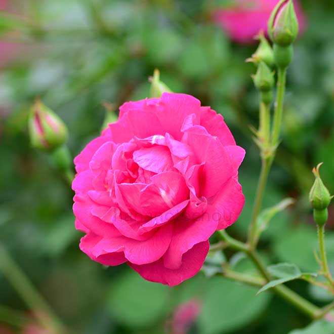 バラ ロサキネンシス（庚申バラ）｜花の手帖の薔薇図鑑