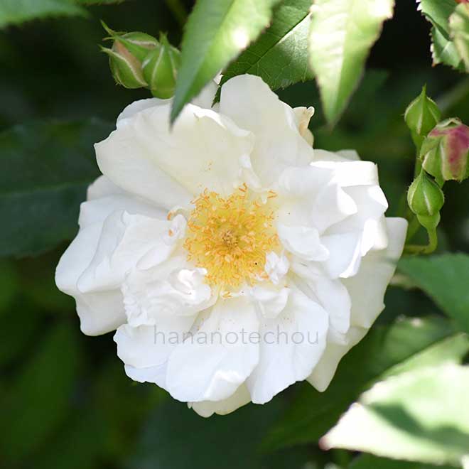 バラ ロサ キネンシス アルバ｜花の手帖の薔薇図鑑