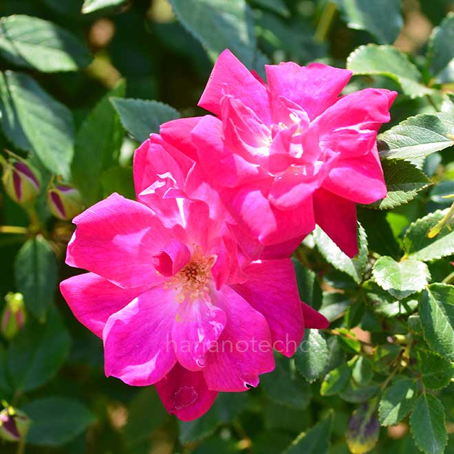 バラ ロサ キネンシス ブッシュ|花の手帖の薔薇図鑑