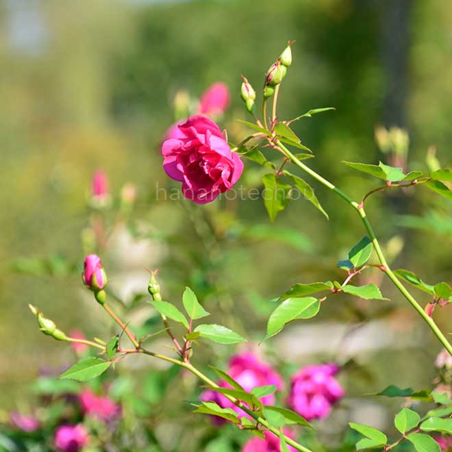バラ ロサ キネンシス ブッシュ|花の手帖の薔薇図鑑