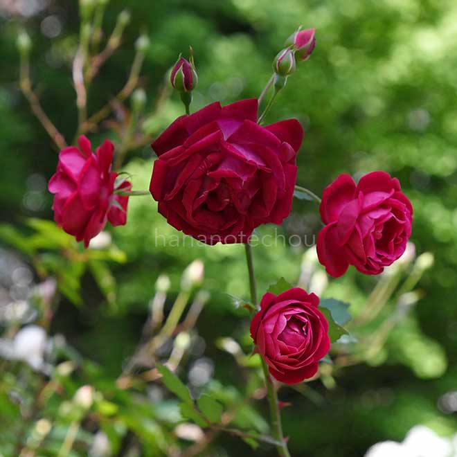 バラ センパフローレンス|花の手帖の薔薇図鑑