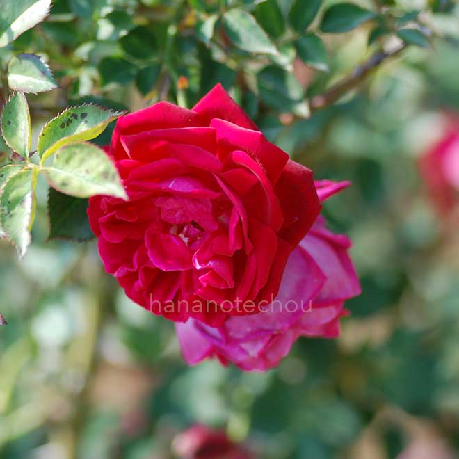 バラ センパフローレンス|花の手帖の薔薇図鑑