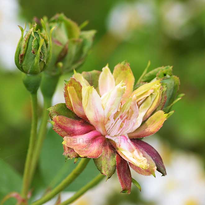 バラ ロサ キネンシス ヴィリディフローラ｜花の手帖の薔薇図鑑